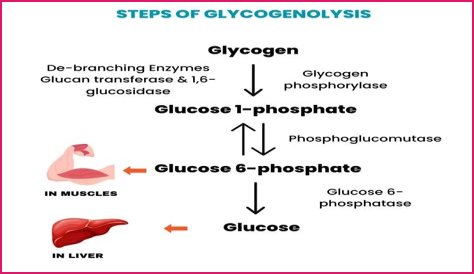 How is glycogenolysis different from glycogenesis?
